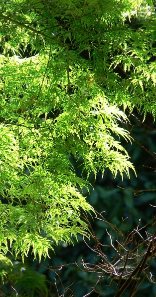 Bois des Moutiers (305) Mai 2012